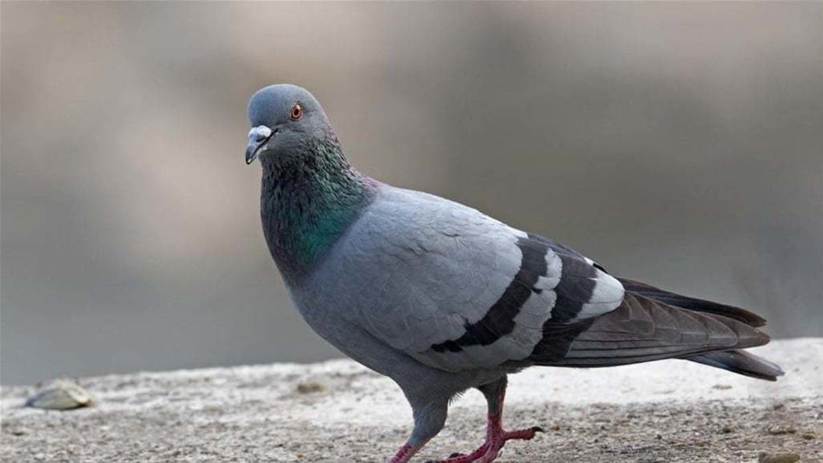 “جاسوس من نوع آخر”.. حمامة مجهزة بكاميرا ورقاقة إلكترونية تؤرق الهند!